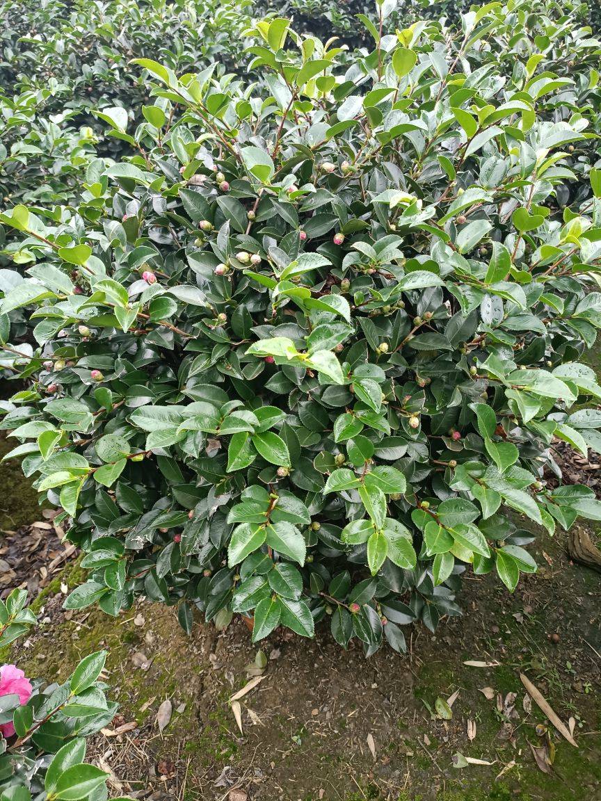 茶梅图片