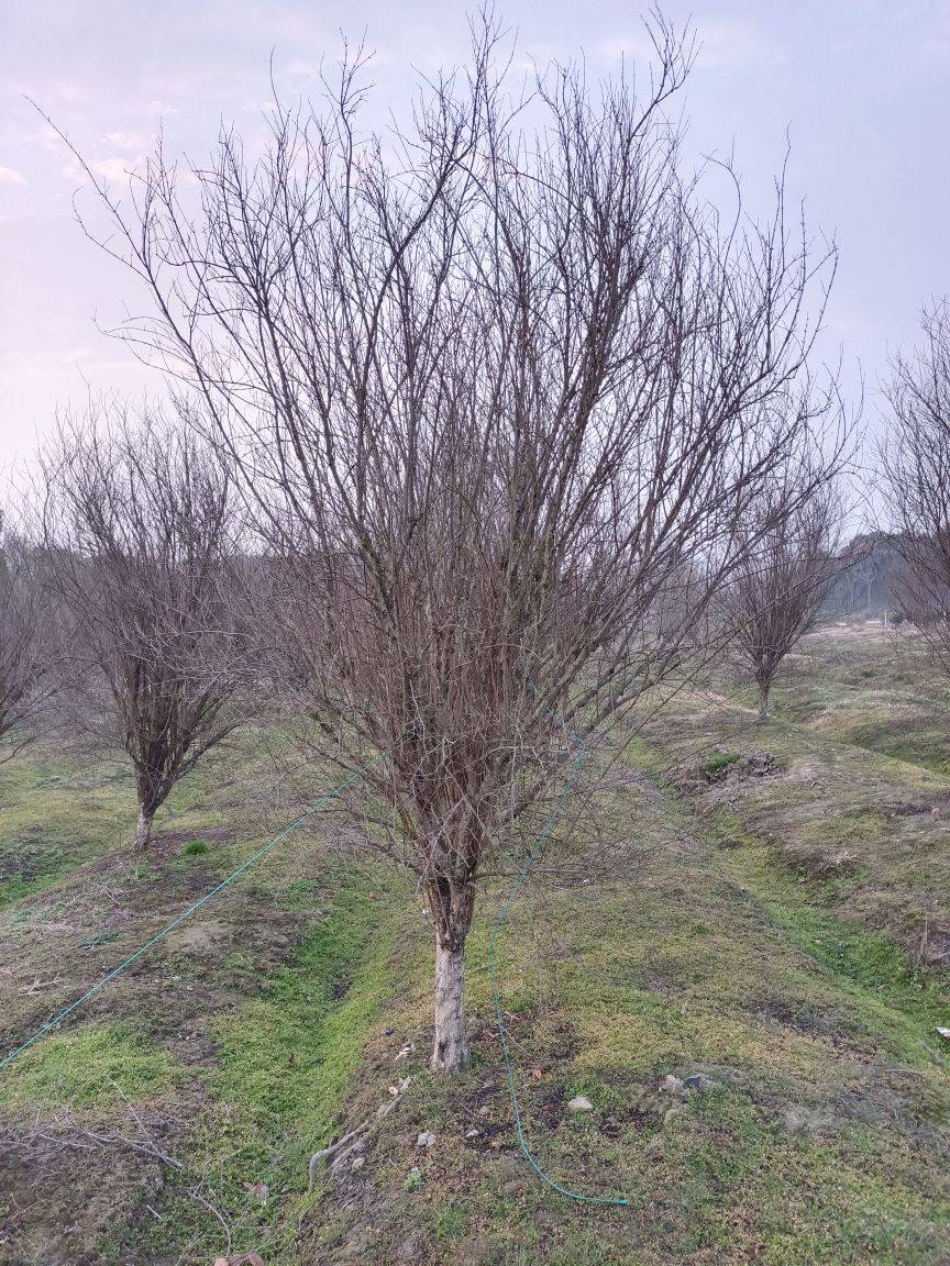 花石榴图片