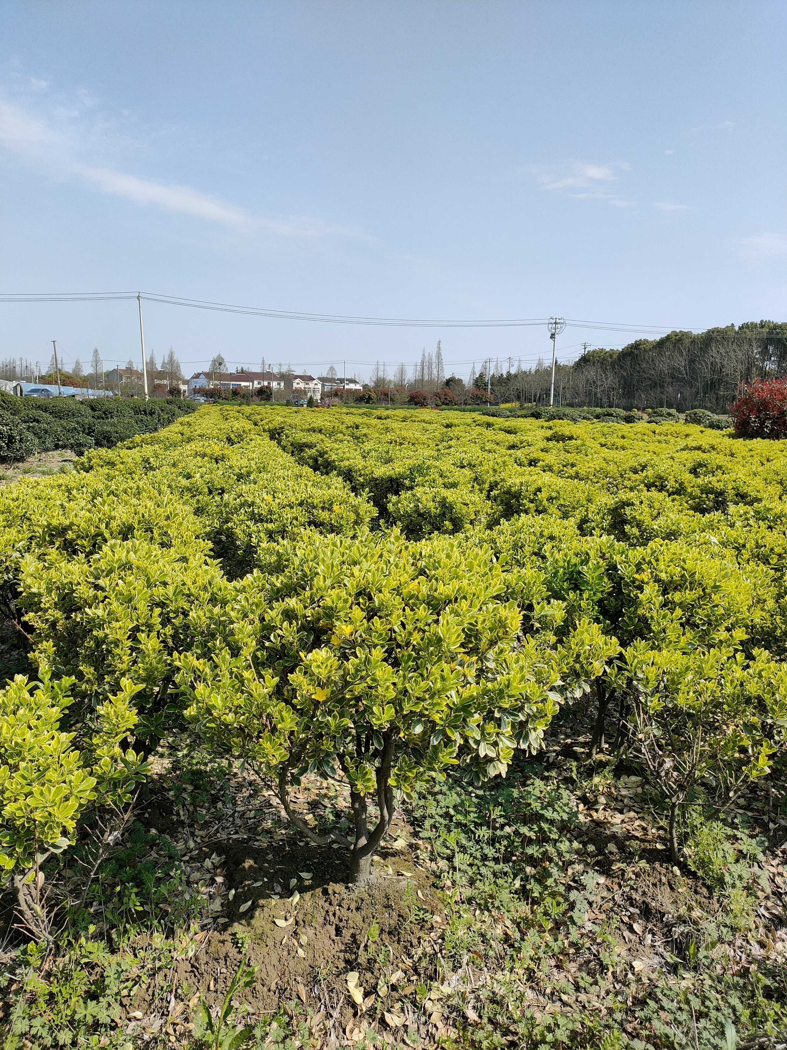 金边黄杨图片