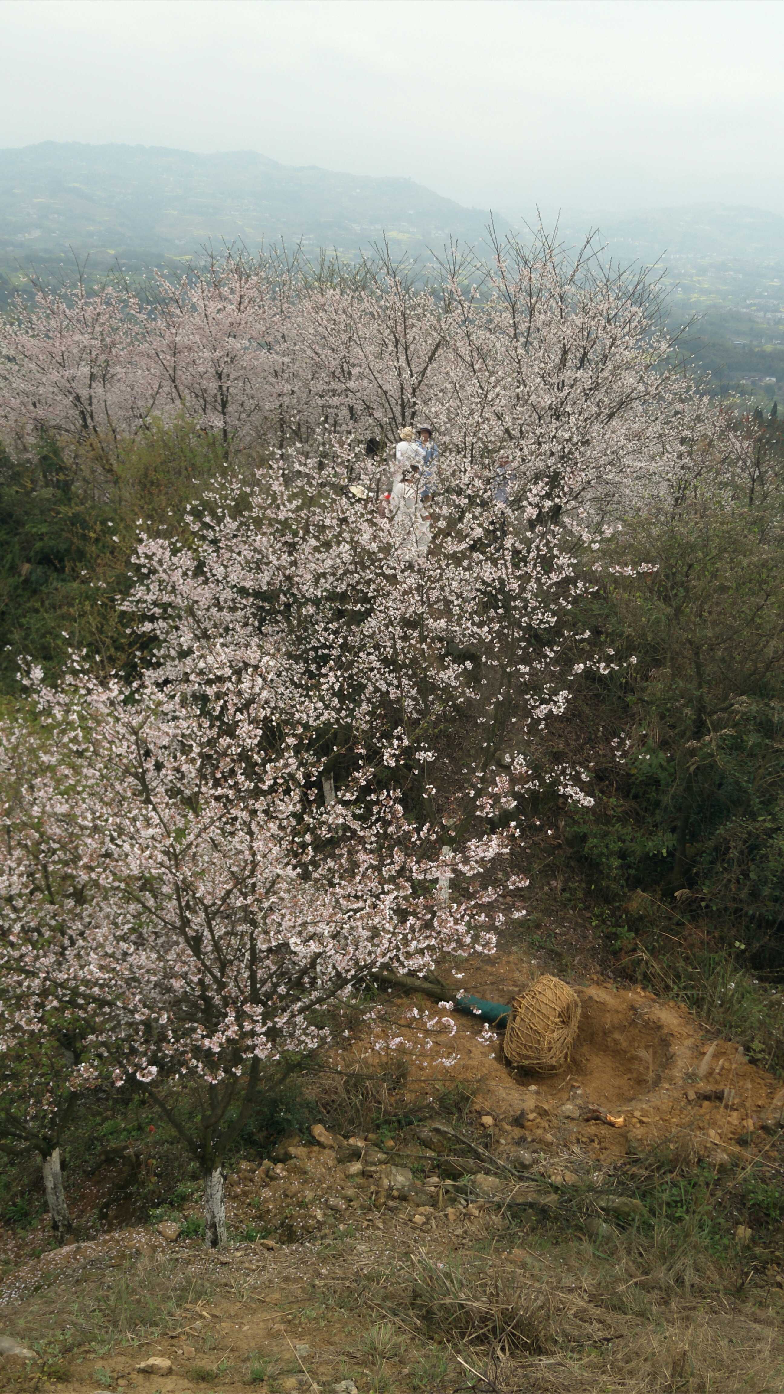 樱花图片