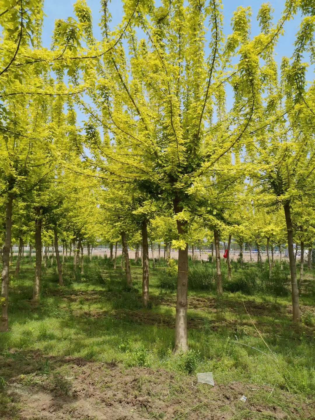 金叶复叶槭图片