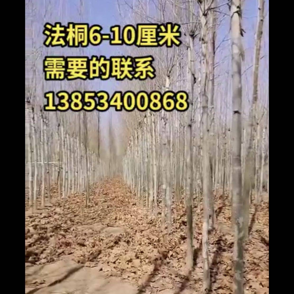 刘氏木业图片