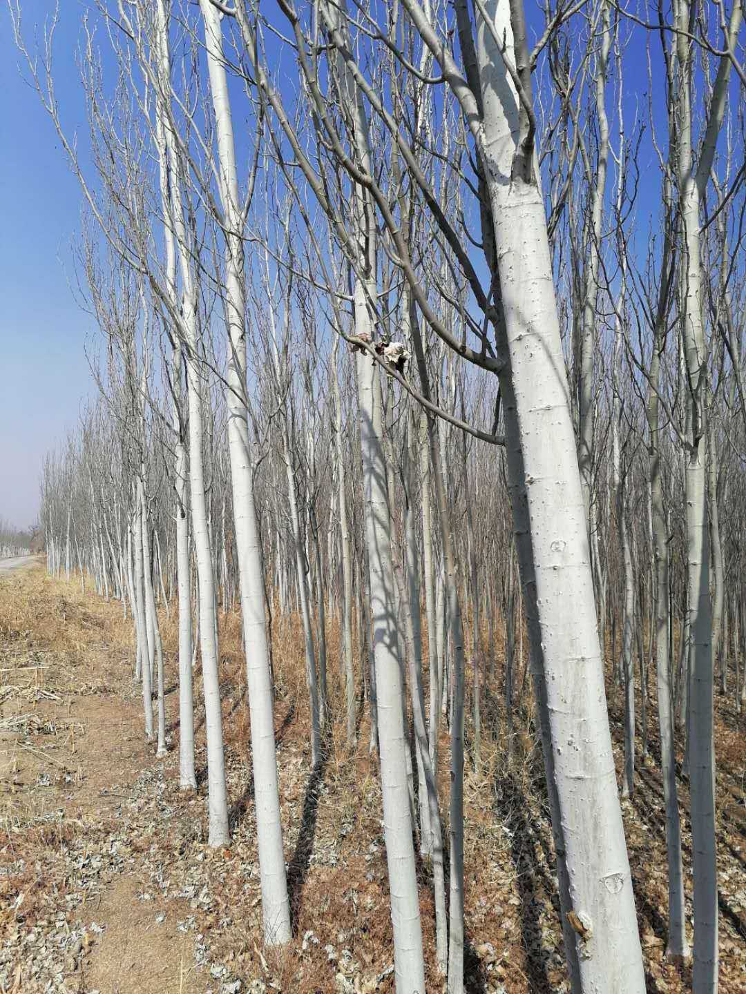 杨树图片