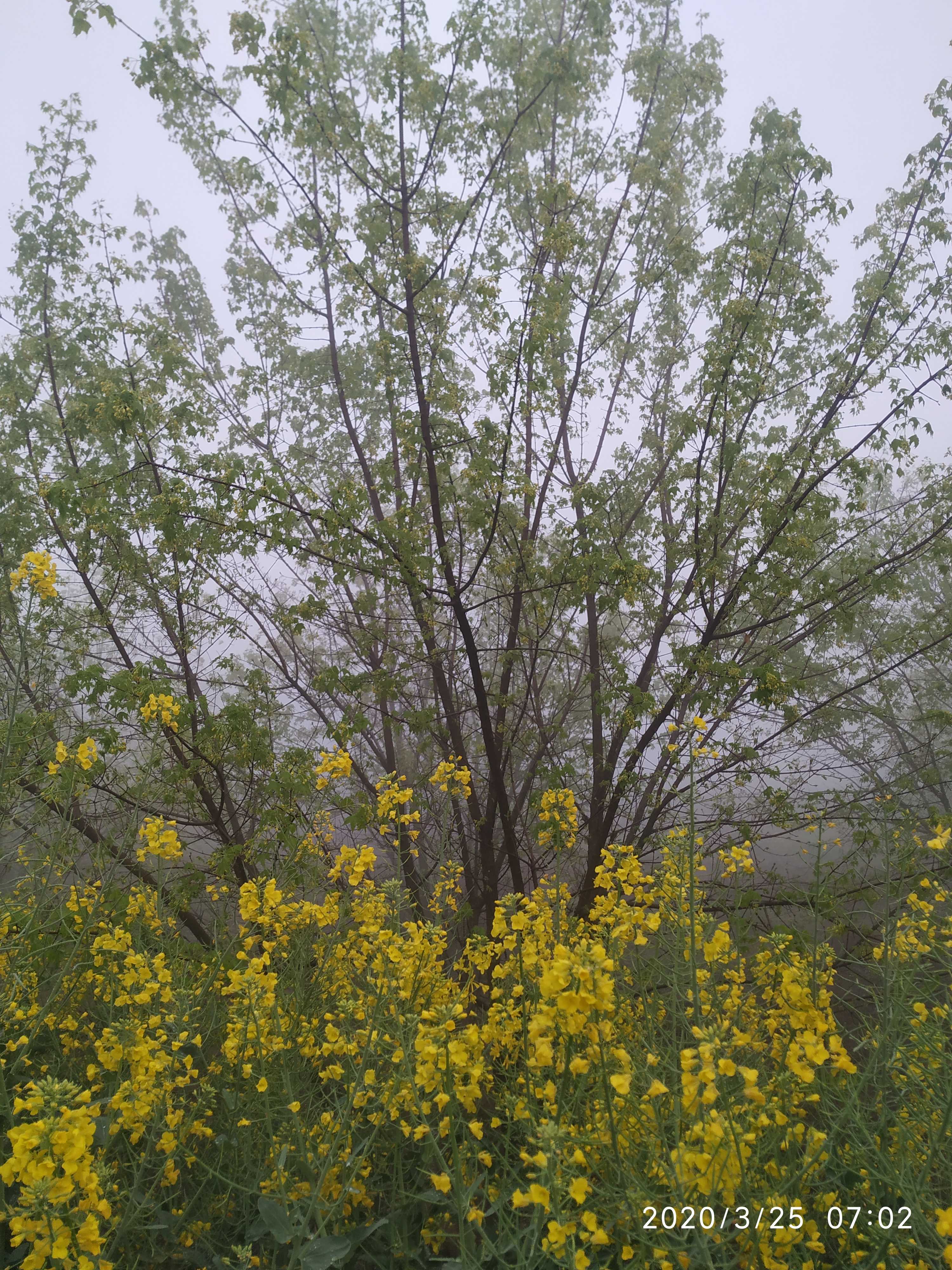 丛生元宝枫玉兰基地