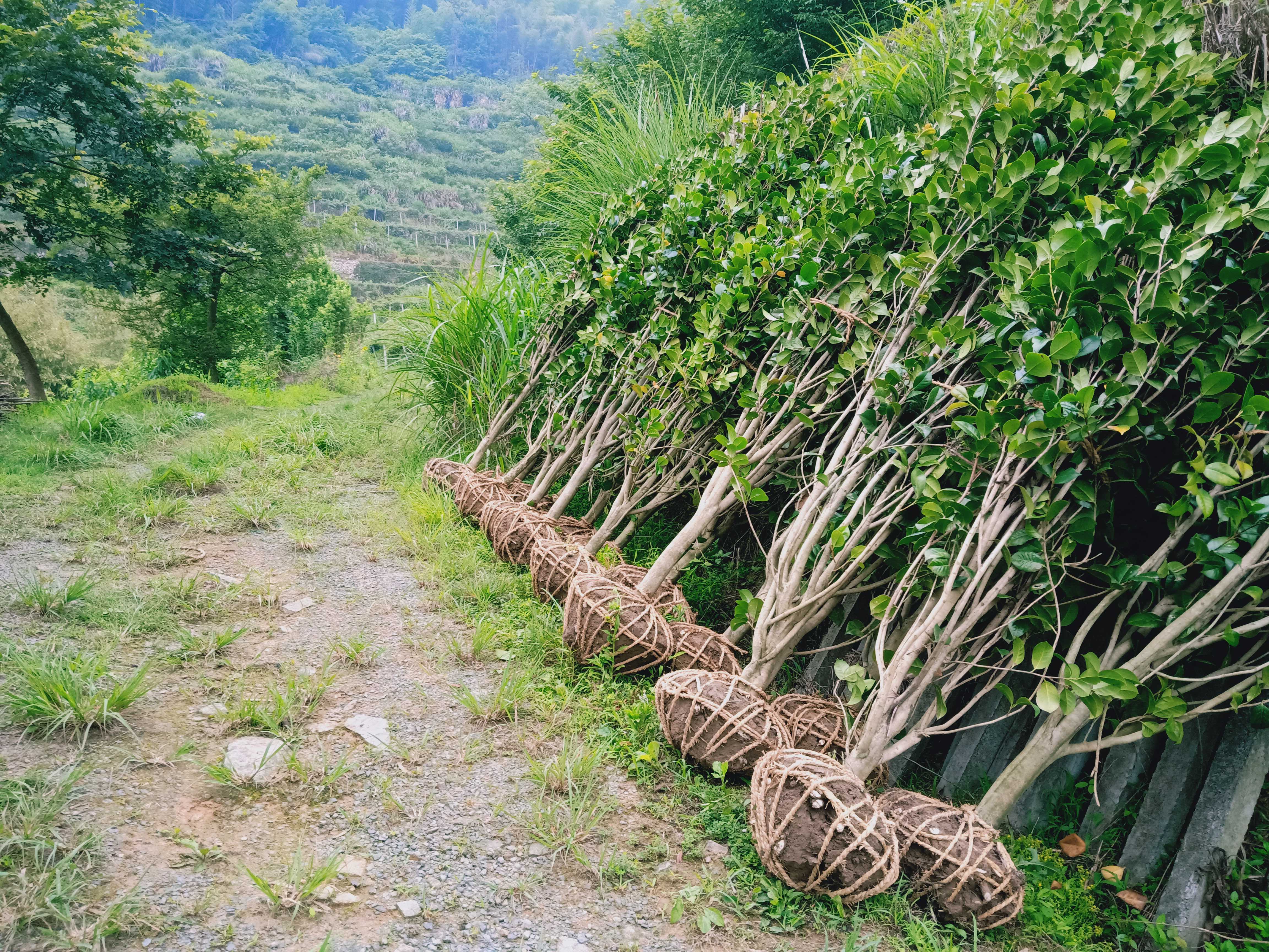 红露珍茶花图片