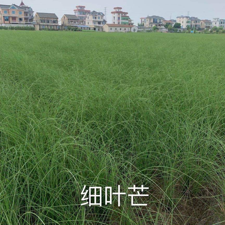 细叶芒