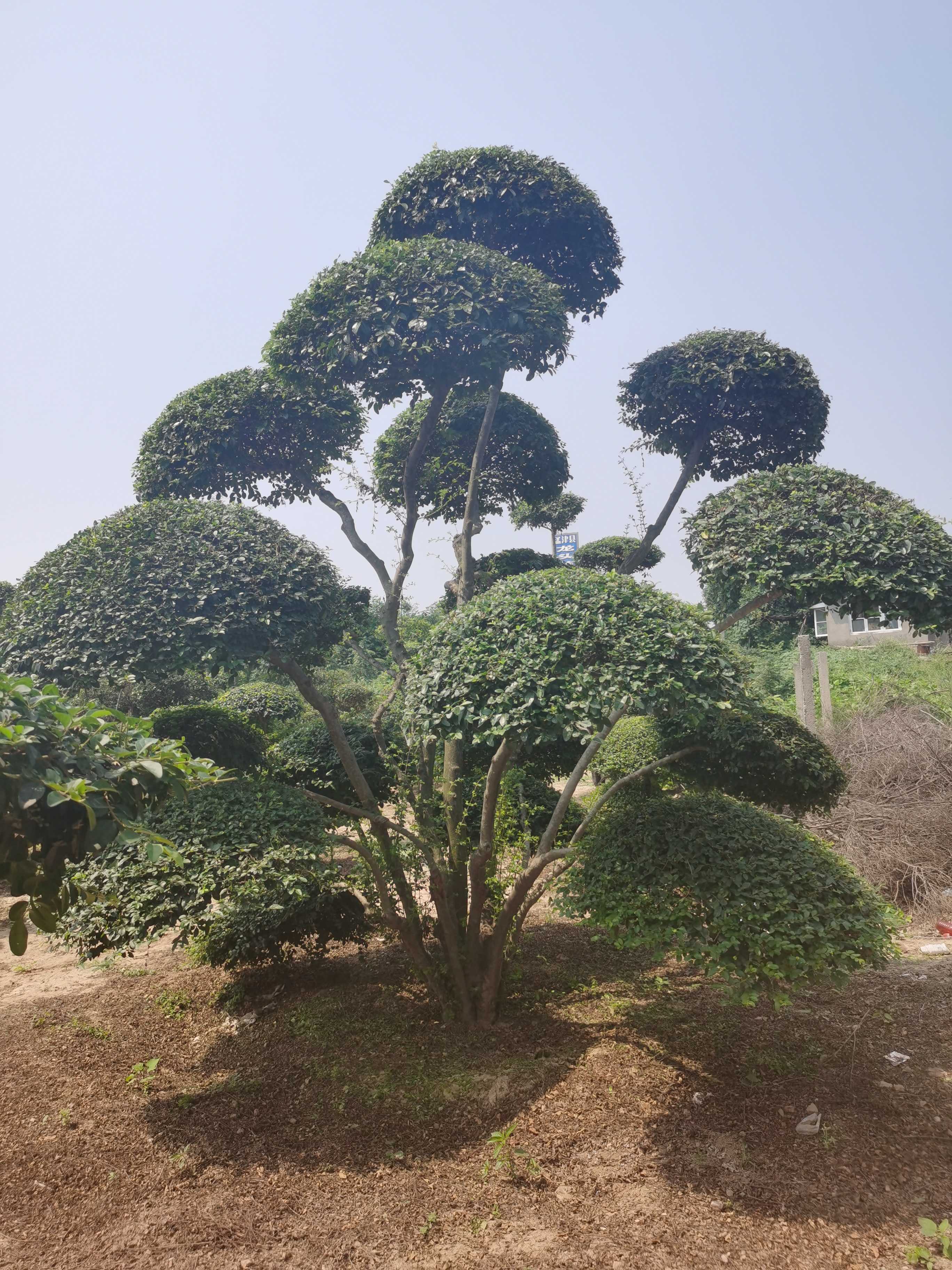 洛阳四方花木种植基地图片