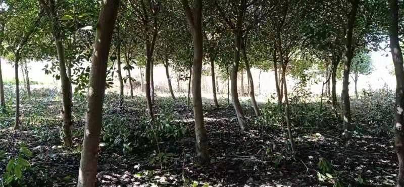 红叶石楠图片