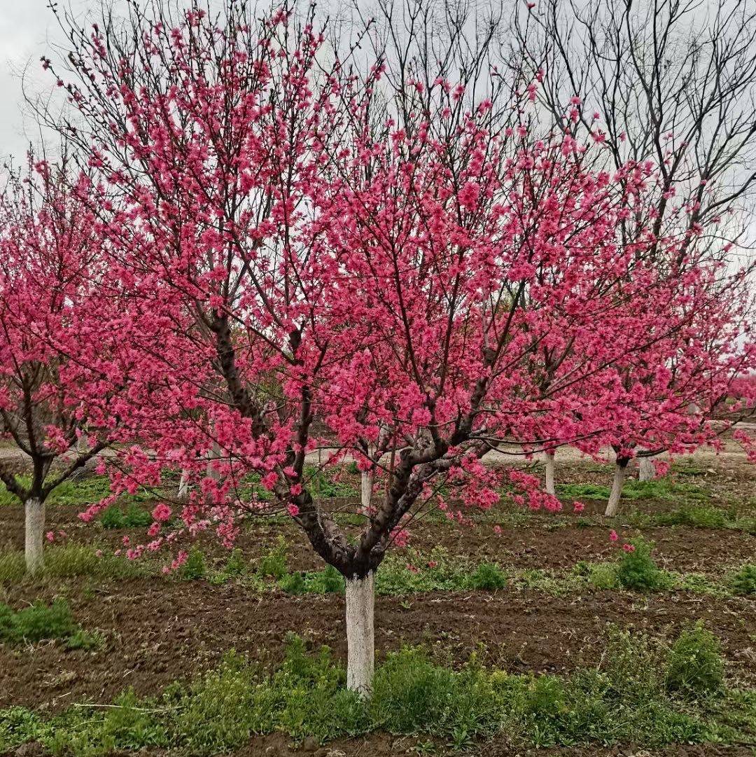 菊花碧桃