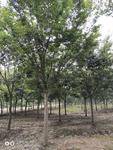 句容市天王镇橄榄绿苗木种植园图片