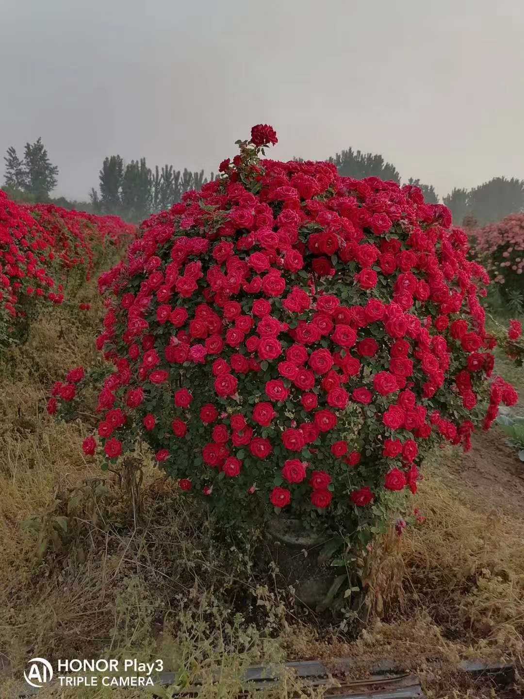 树状月季图片