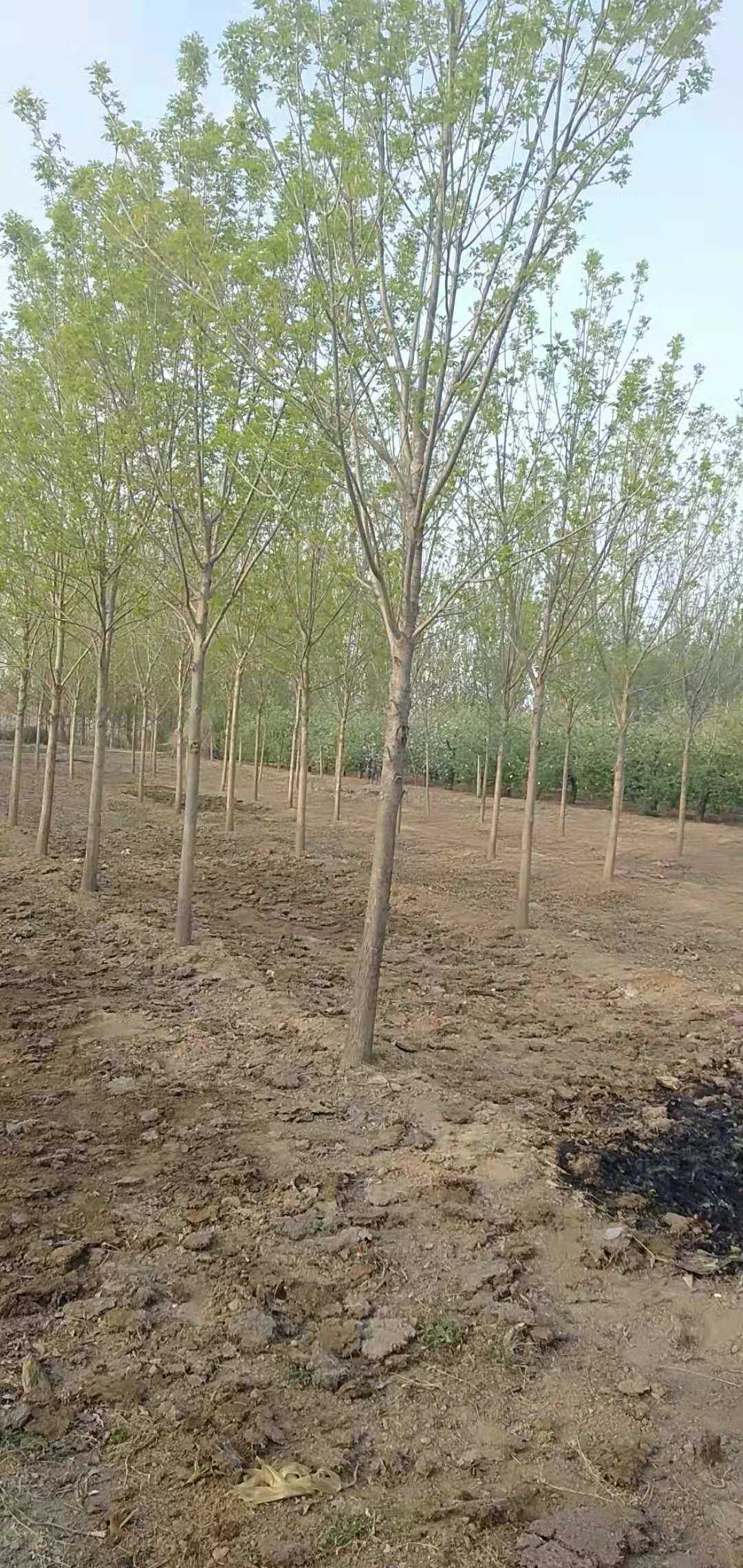 白蜡图片