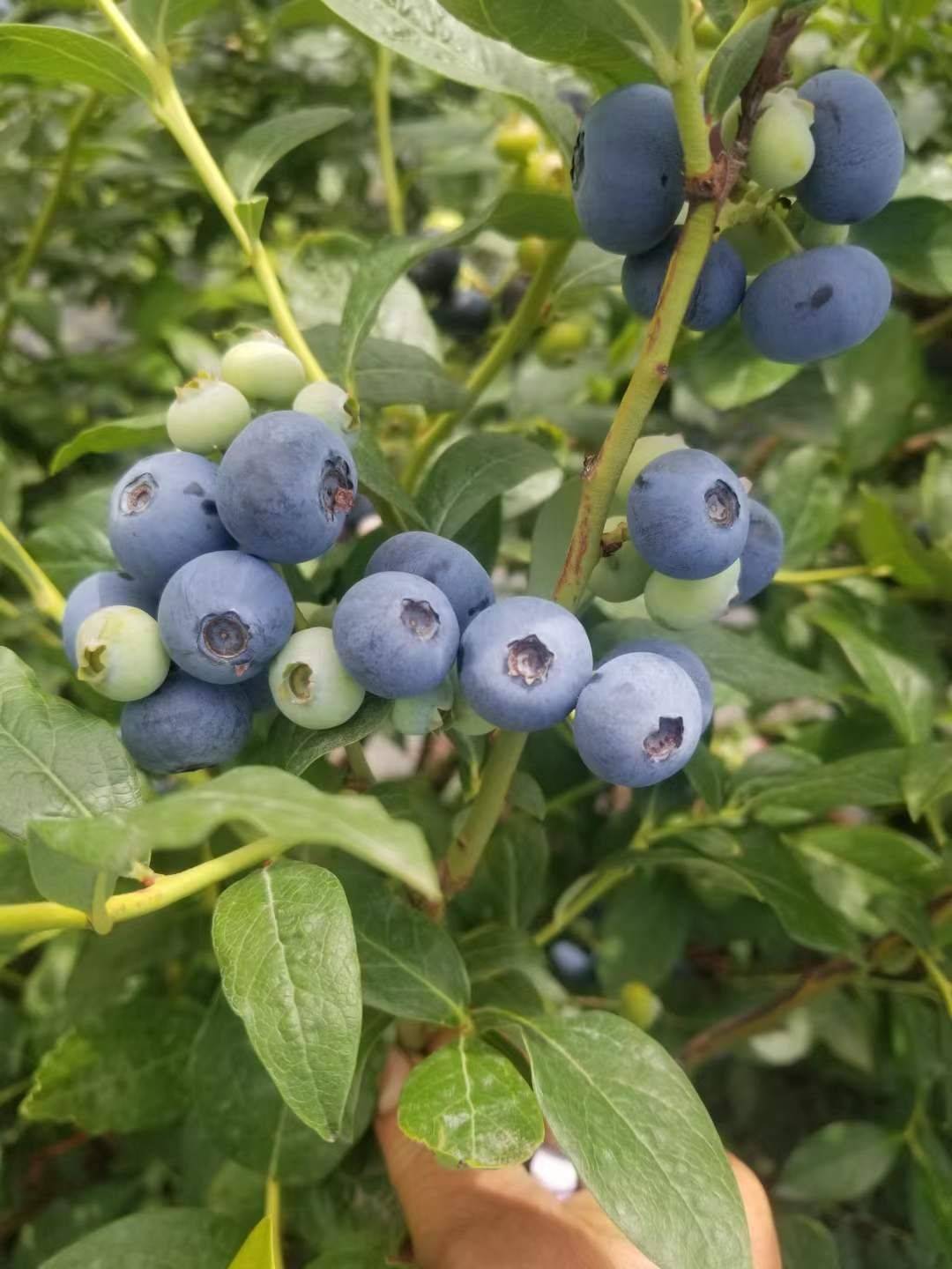 润泽蓝莓基地图片