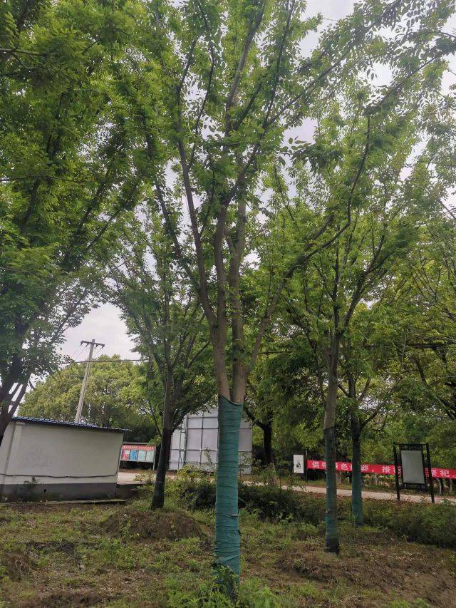 榉树图片