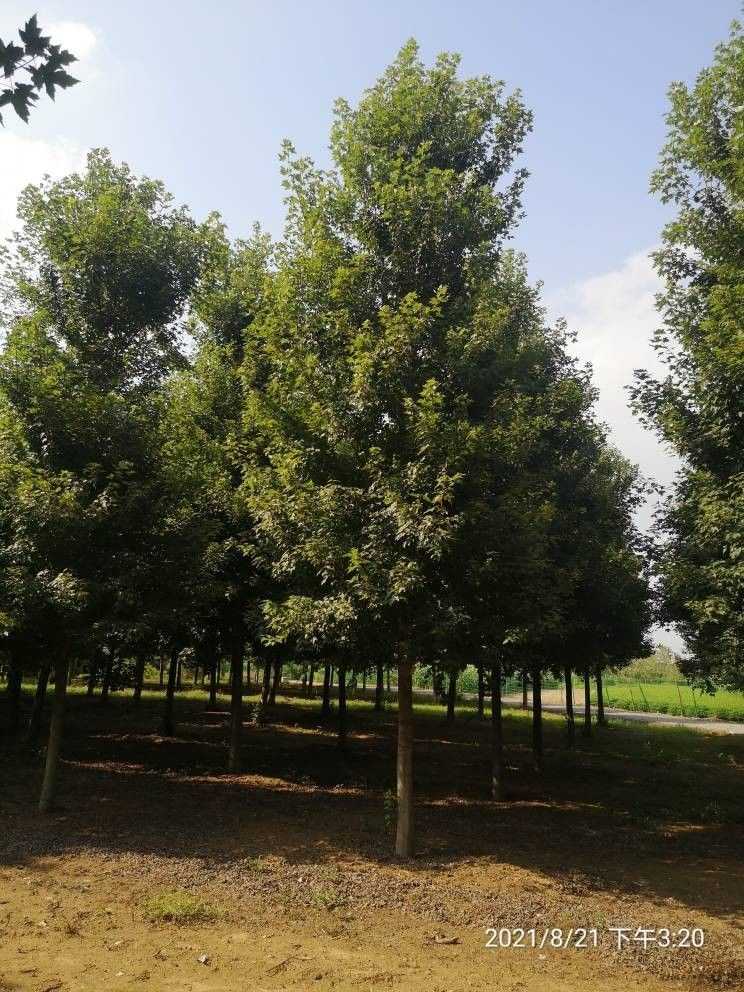 美国红枫（红点）图片