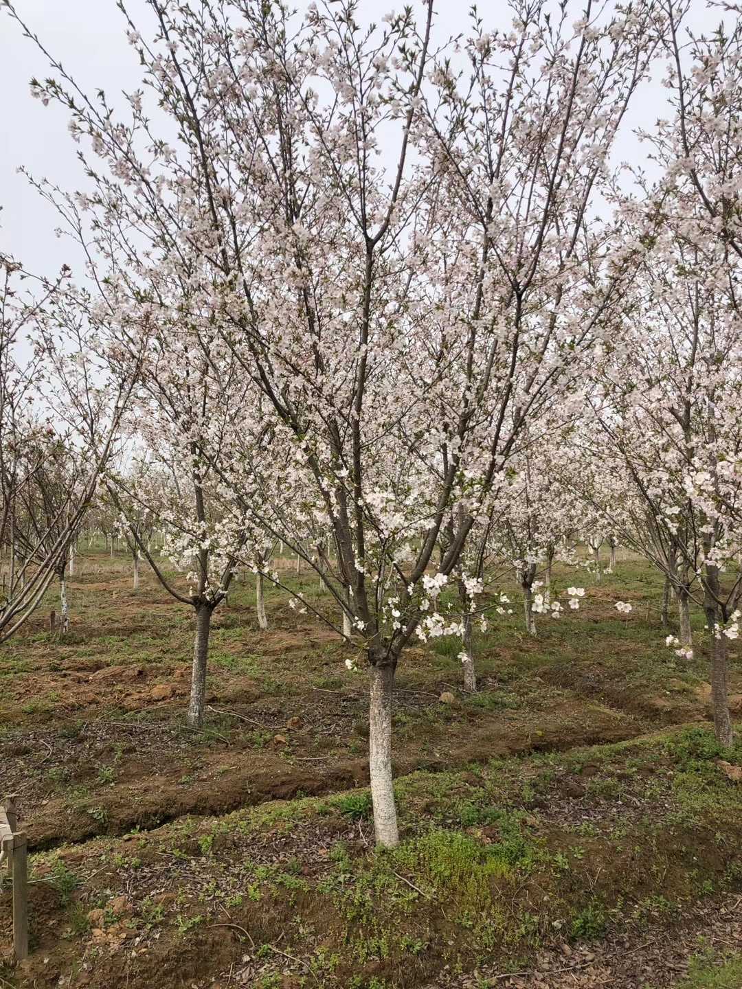 日本早樱_地径12cm_价格700元_夏溪花木网_夏溪花木市场官网