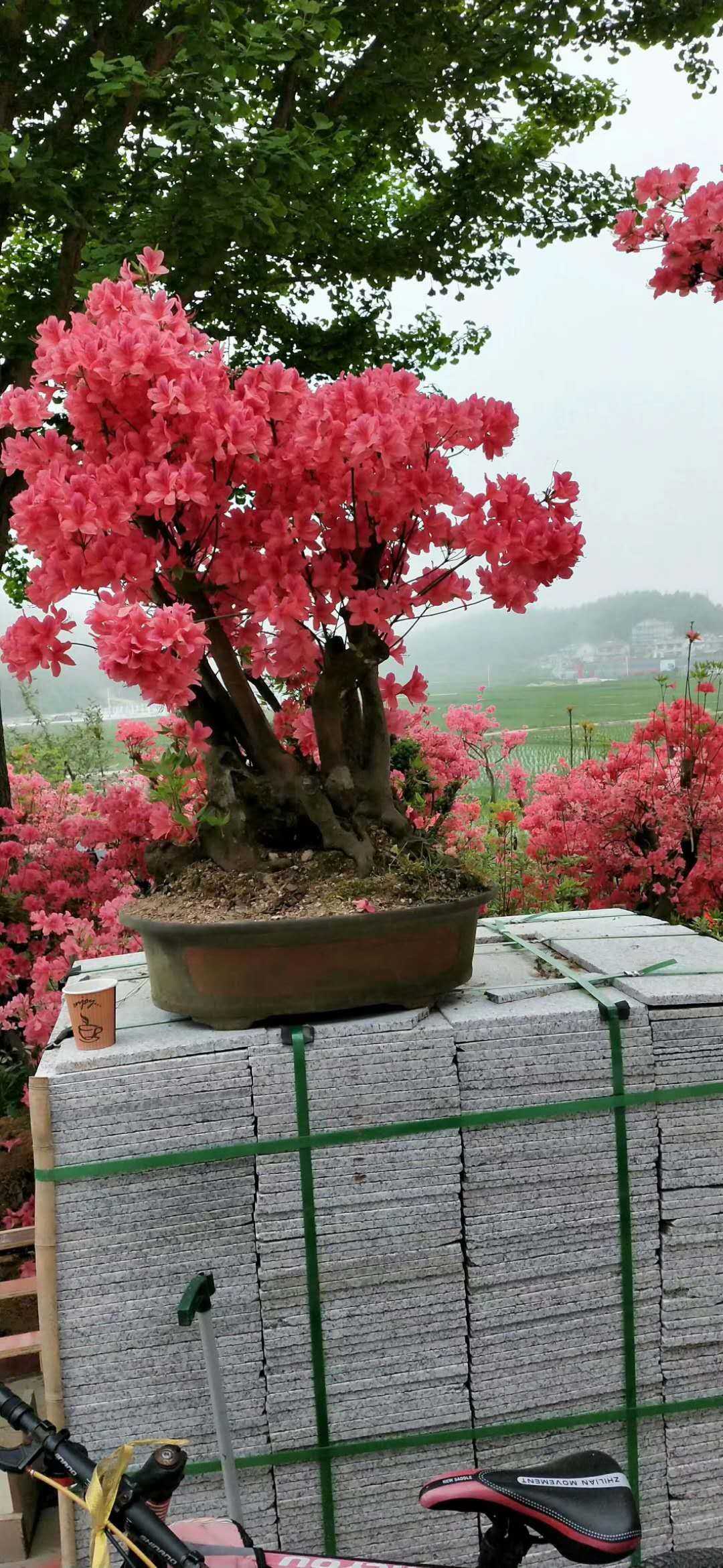 昌邑市安柘苗圃图片