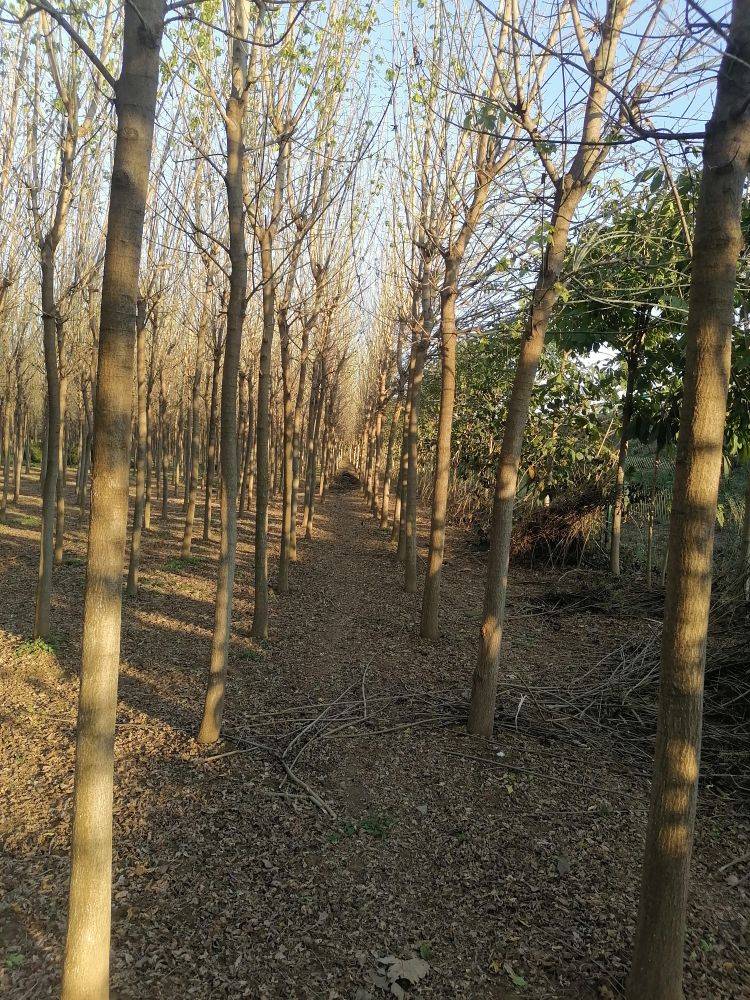 金叶复叶槭图片