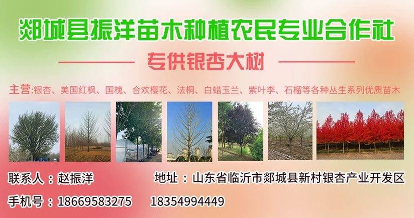 郯城县振洋苗木种植农民专业合作社
