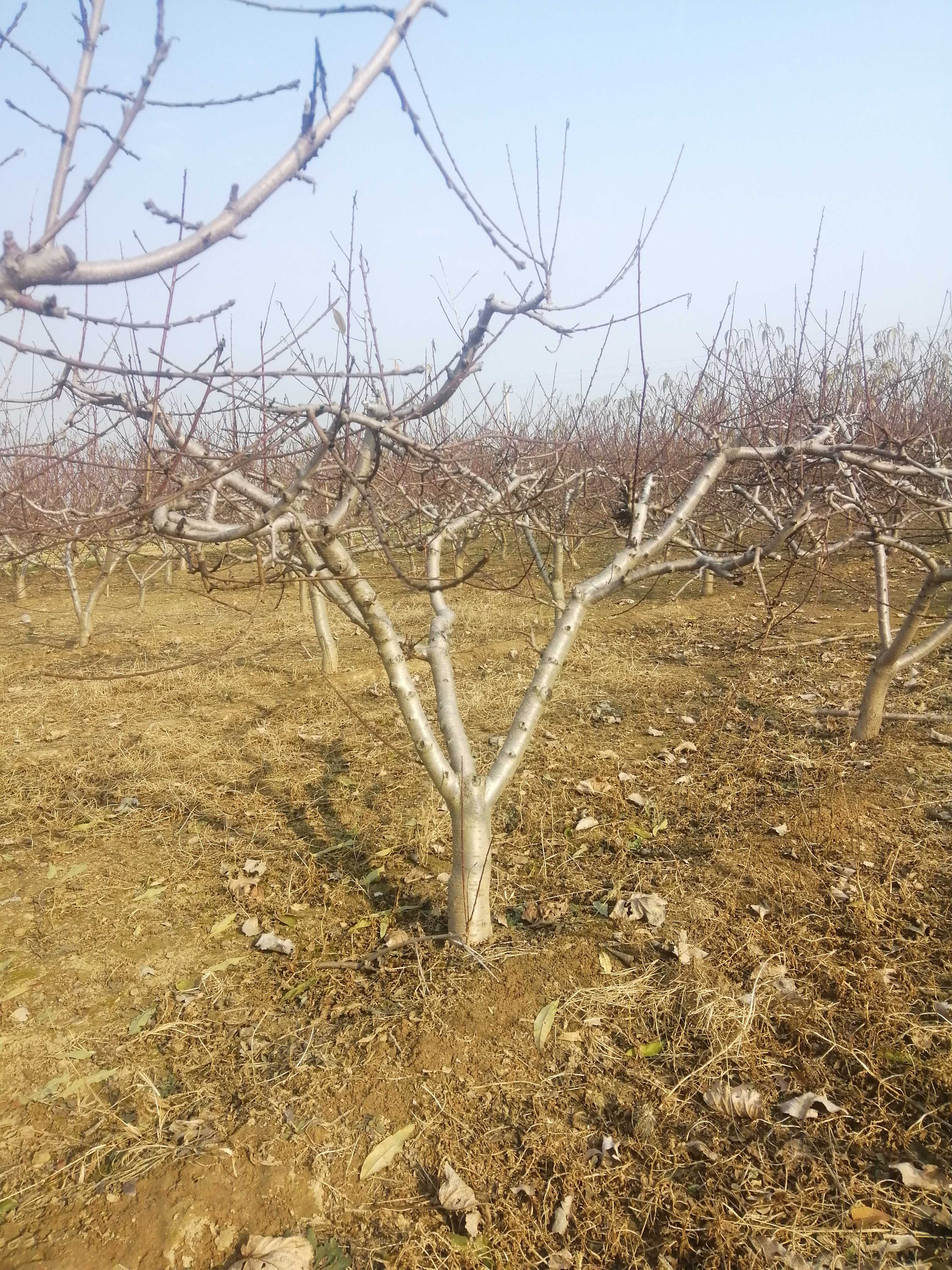 聊城冠县二举水果苗木图片