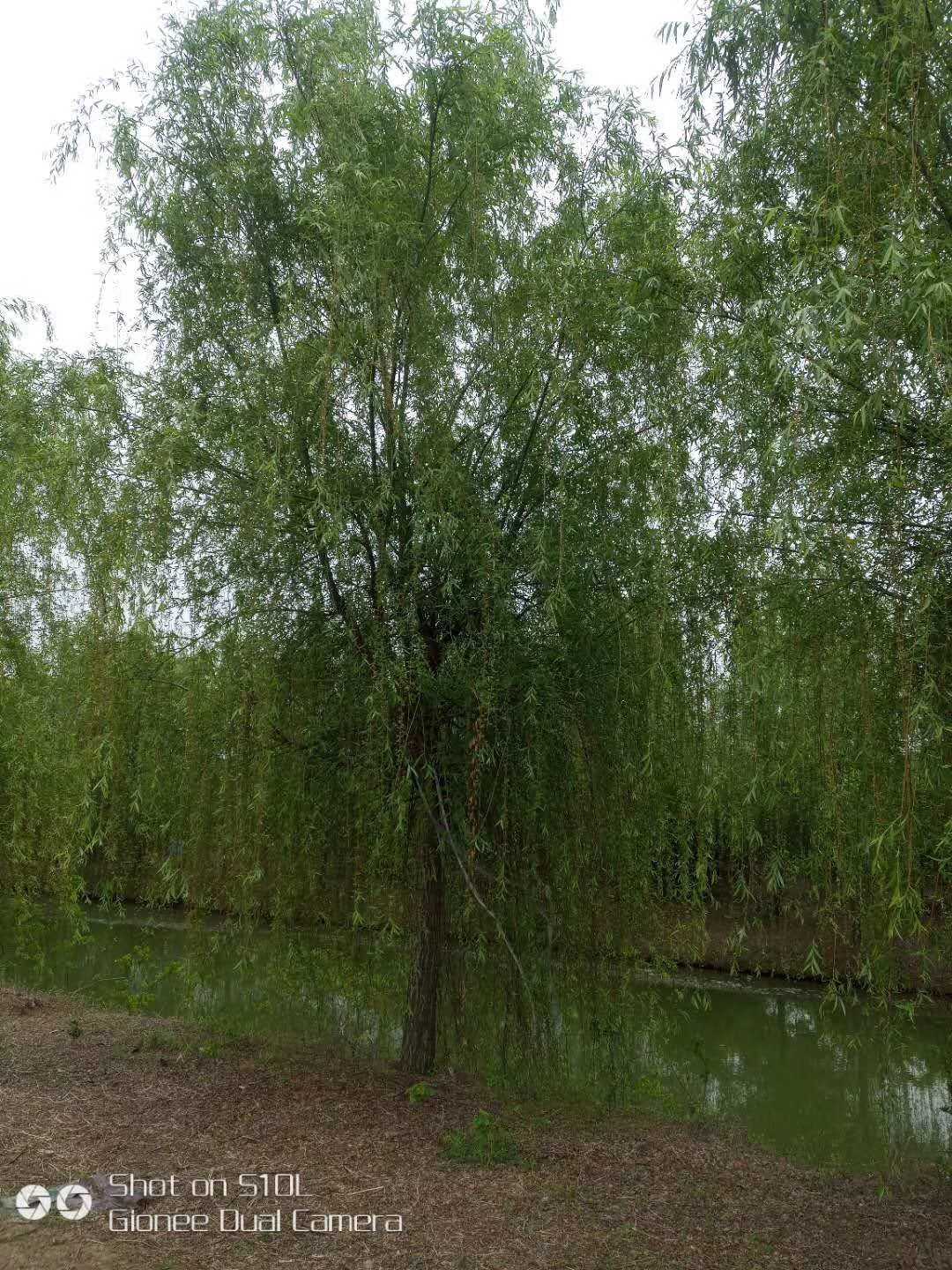 垂柳图片