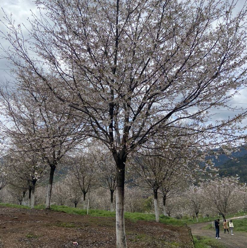 樱花图片