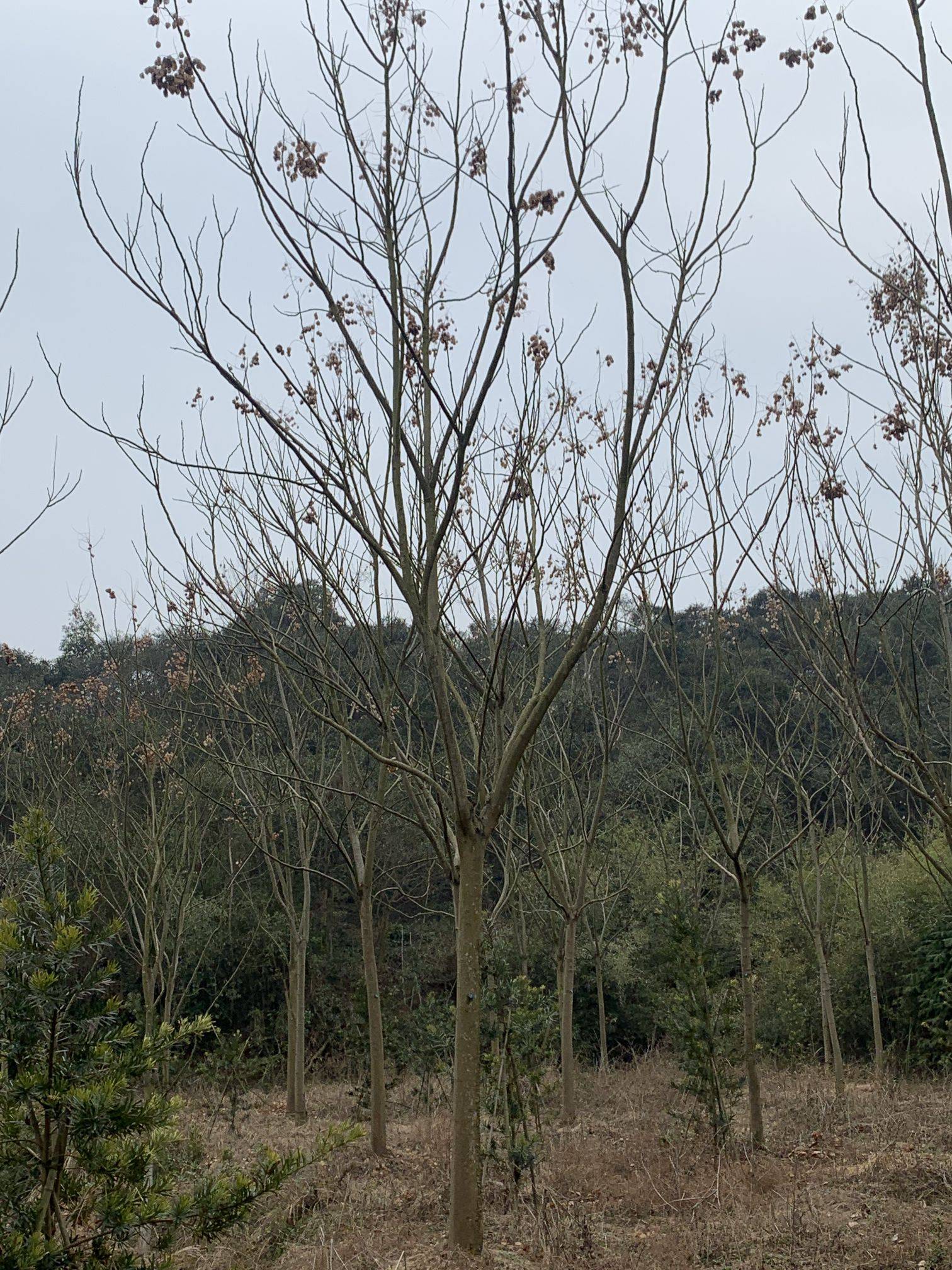 黄山栾树图片