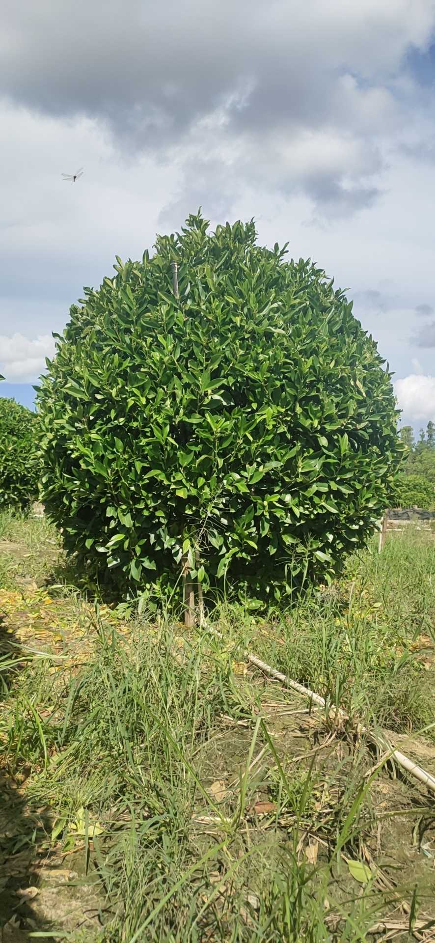 非洲茉莉图片