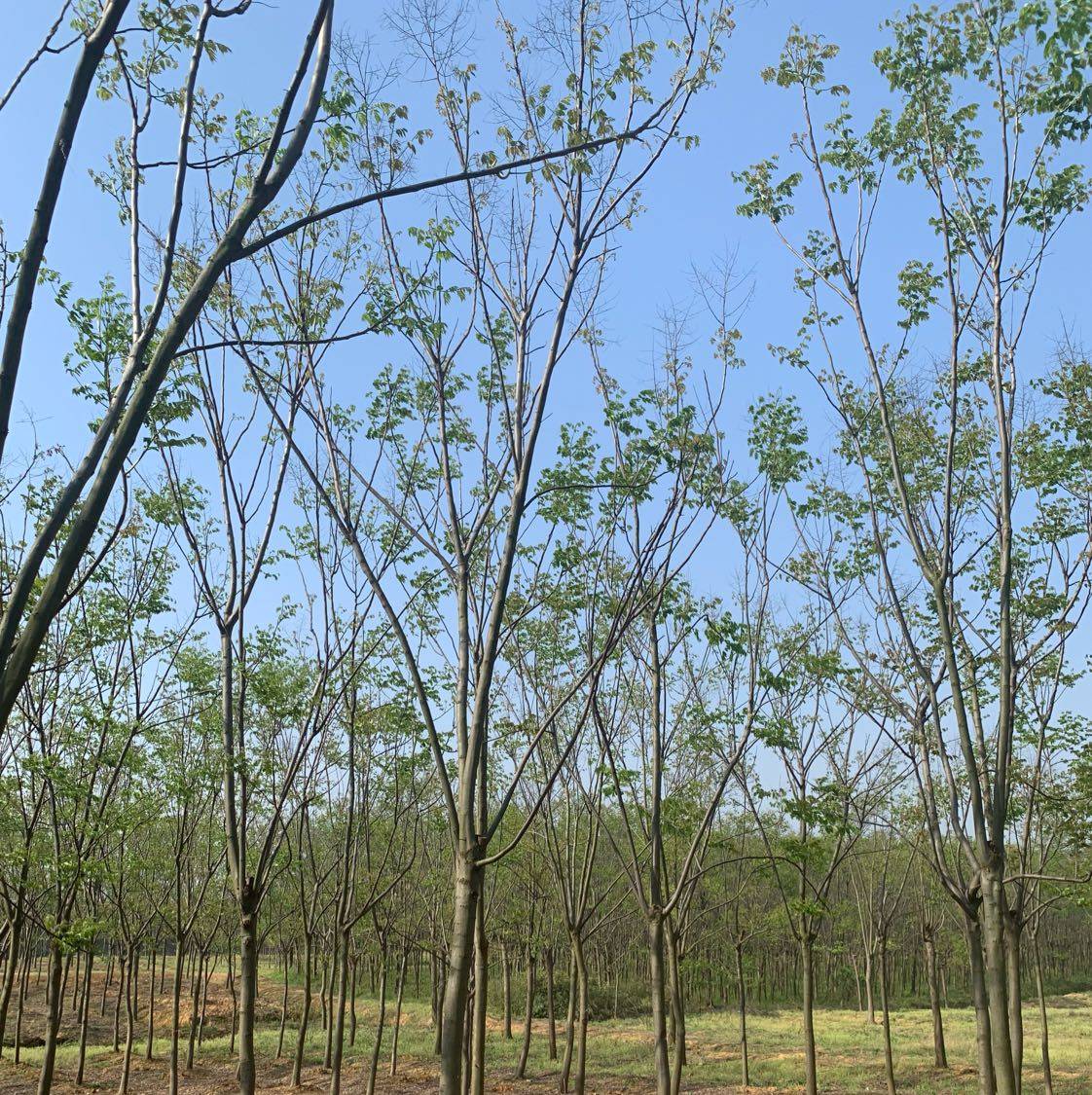 黄山栾树图片