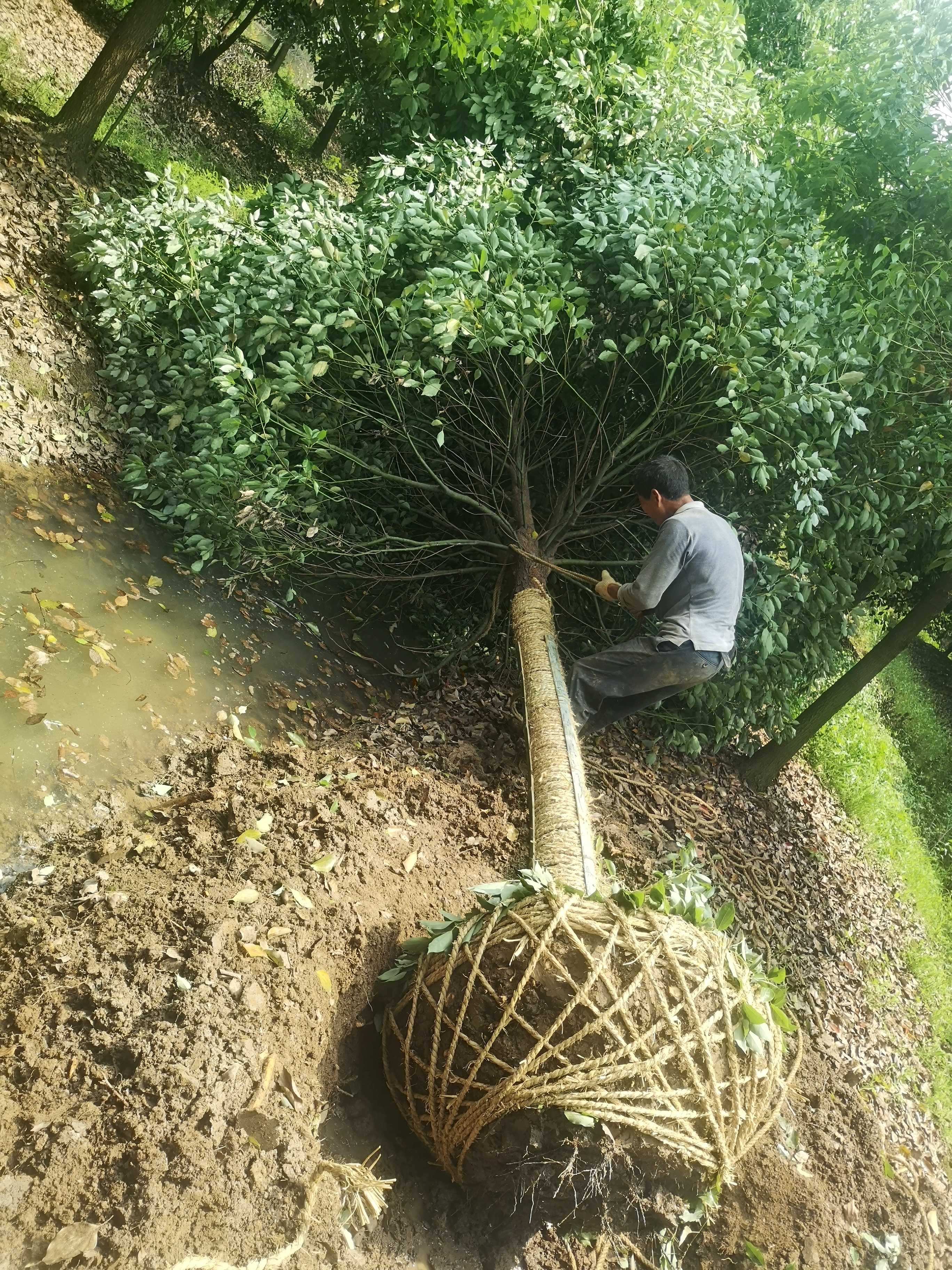 香樟图片