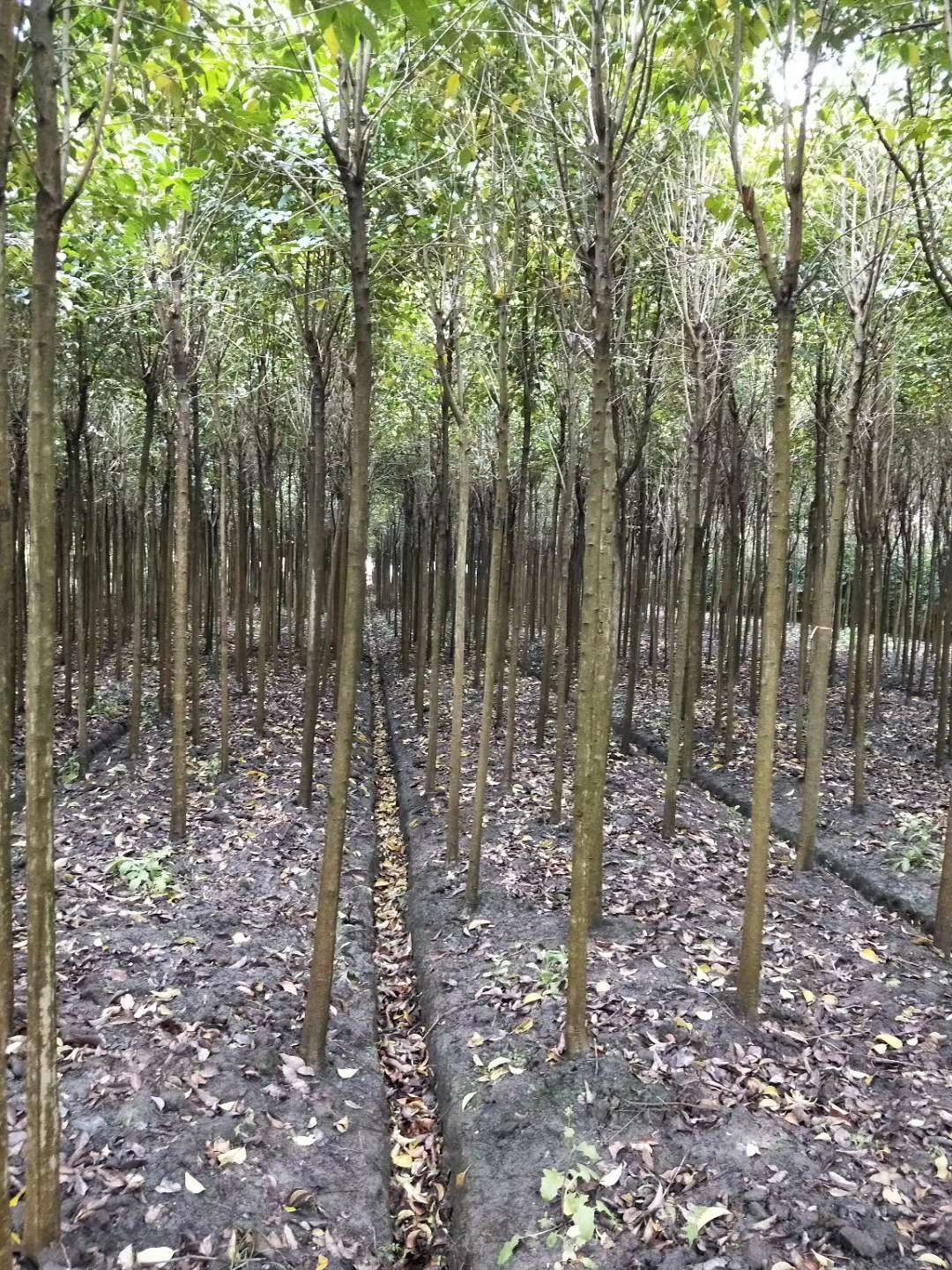 大叶女贞图片