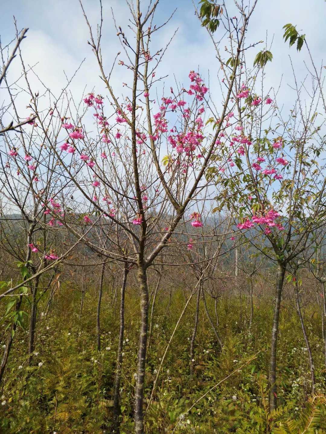 福建山樱花图片