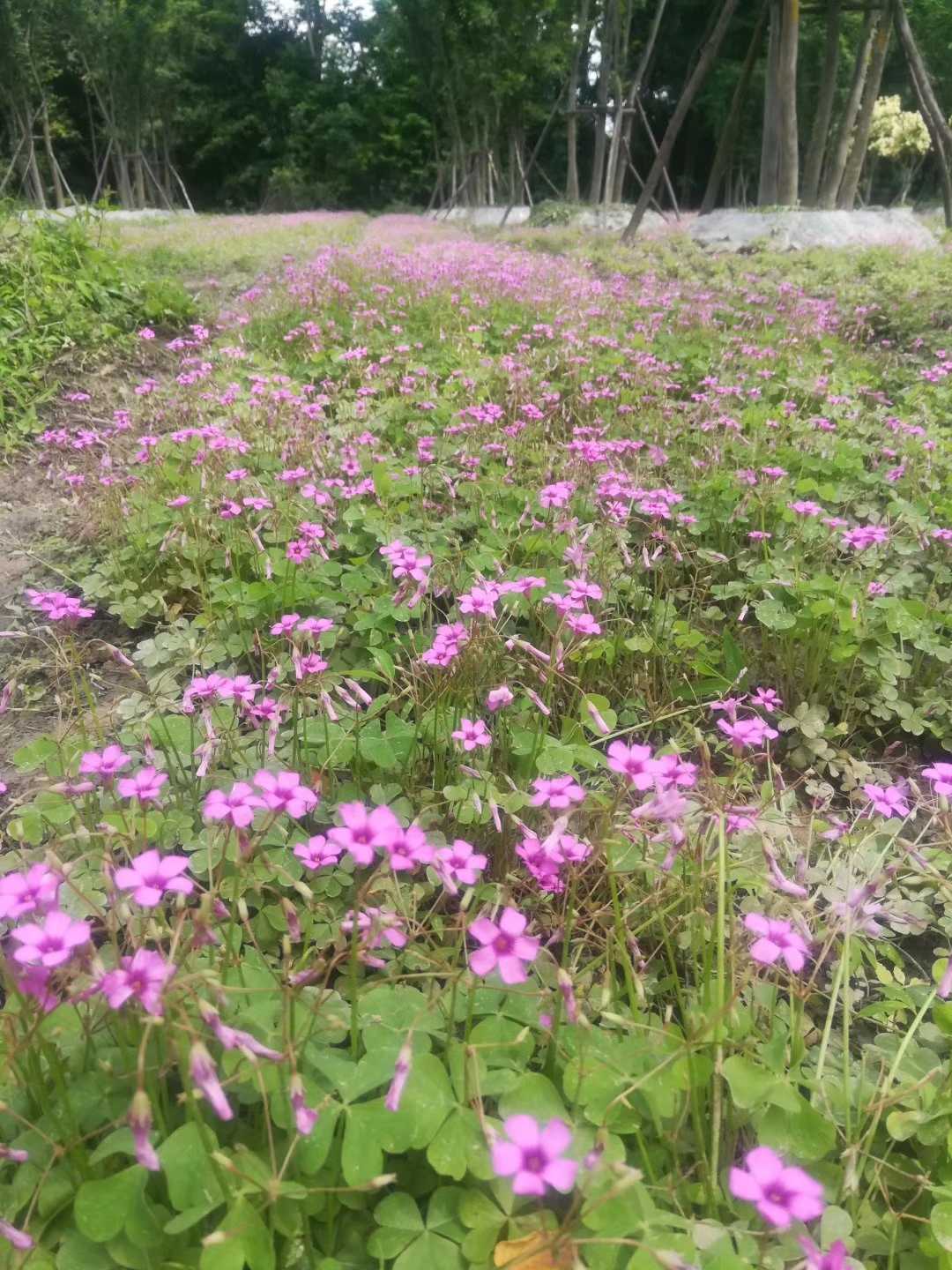 红花酢浆草图片