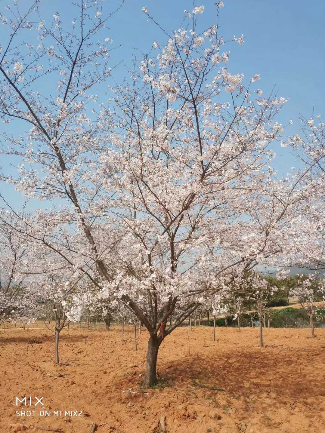 日本樱花（染井吉野樱）图片