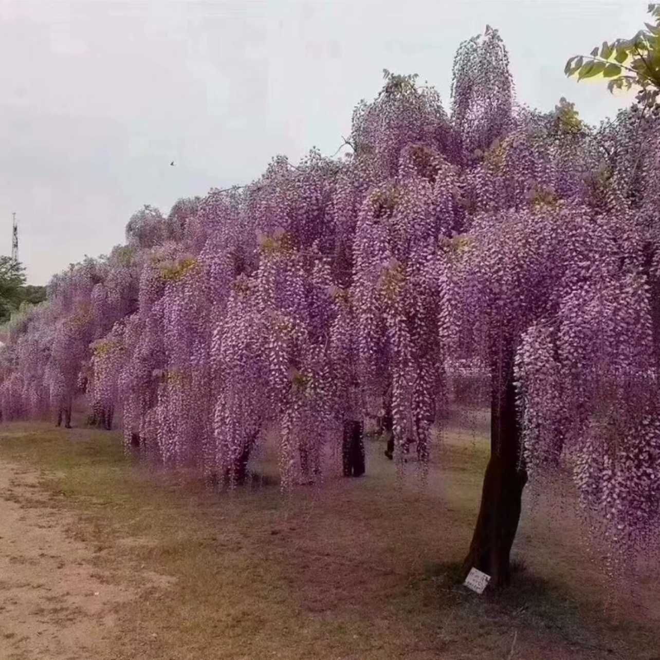 日本紫藤图片