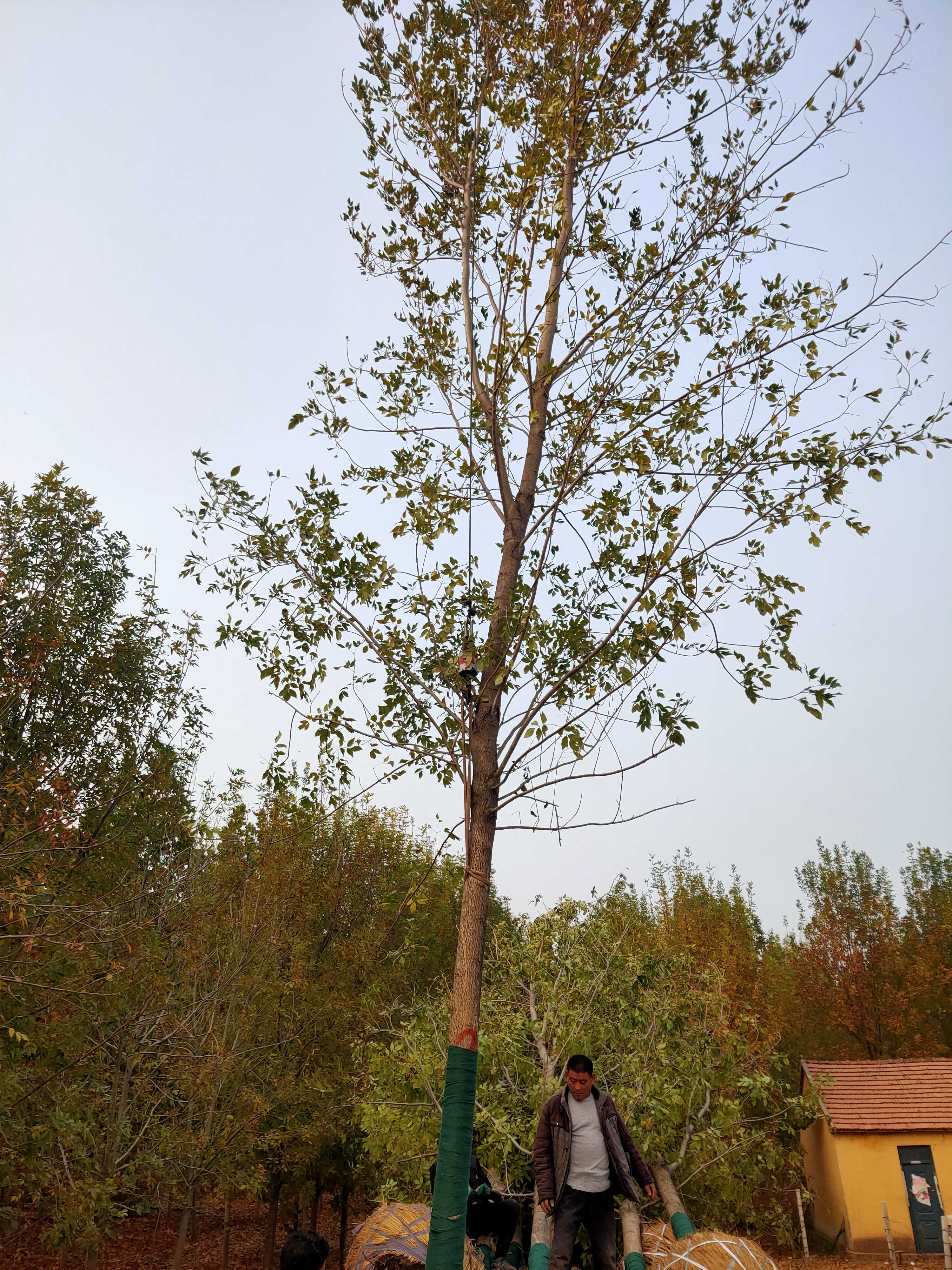 白蜡图片