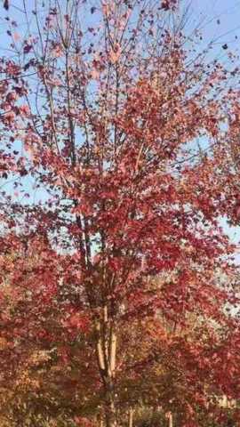美国红枫（秋火焰）图片