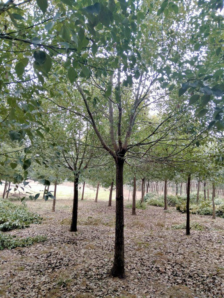 溧阳市长盛园林绿化工程有限公司图片
