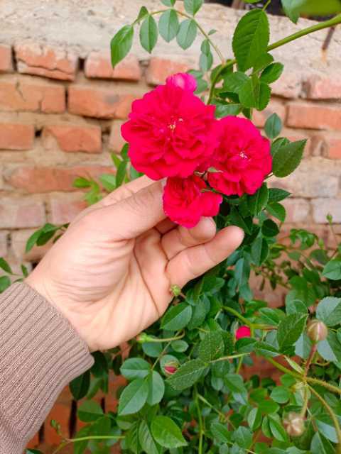 红花蔷薇图片
