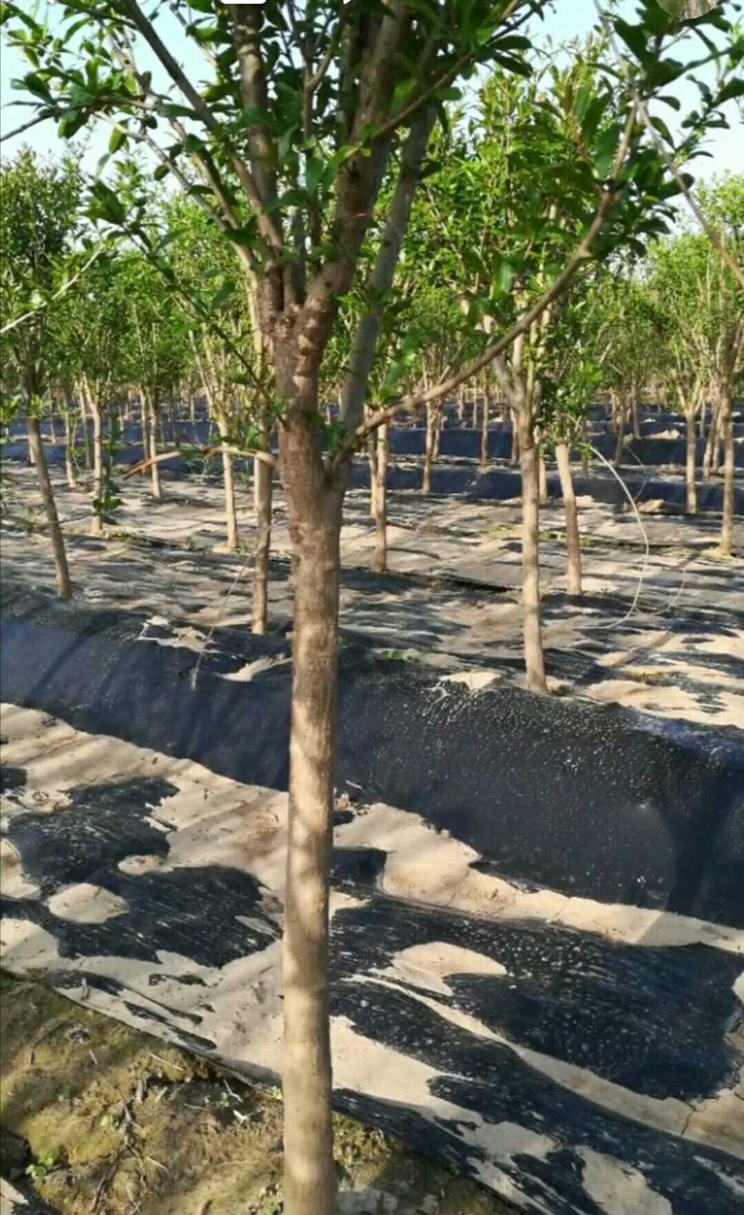 花石榴图片