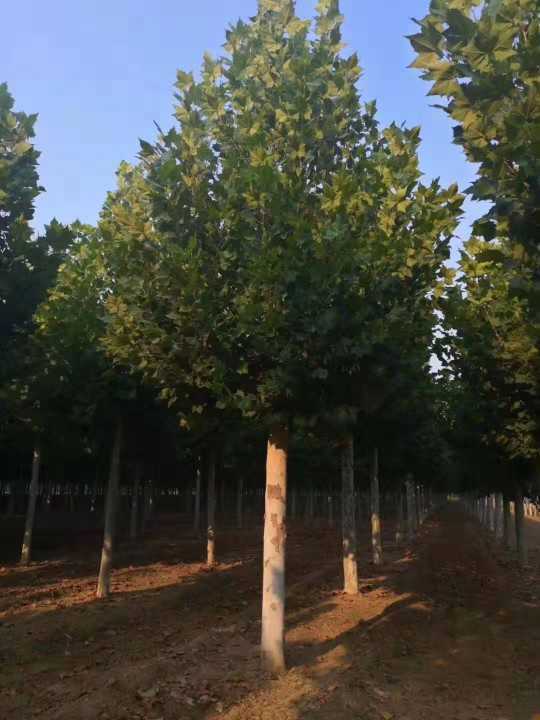 济宁市任城区兴木苗木种植专业合作社图片