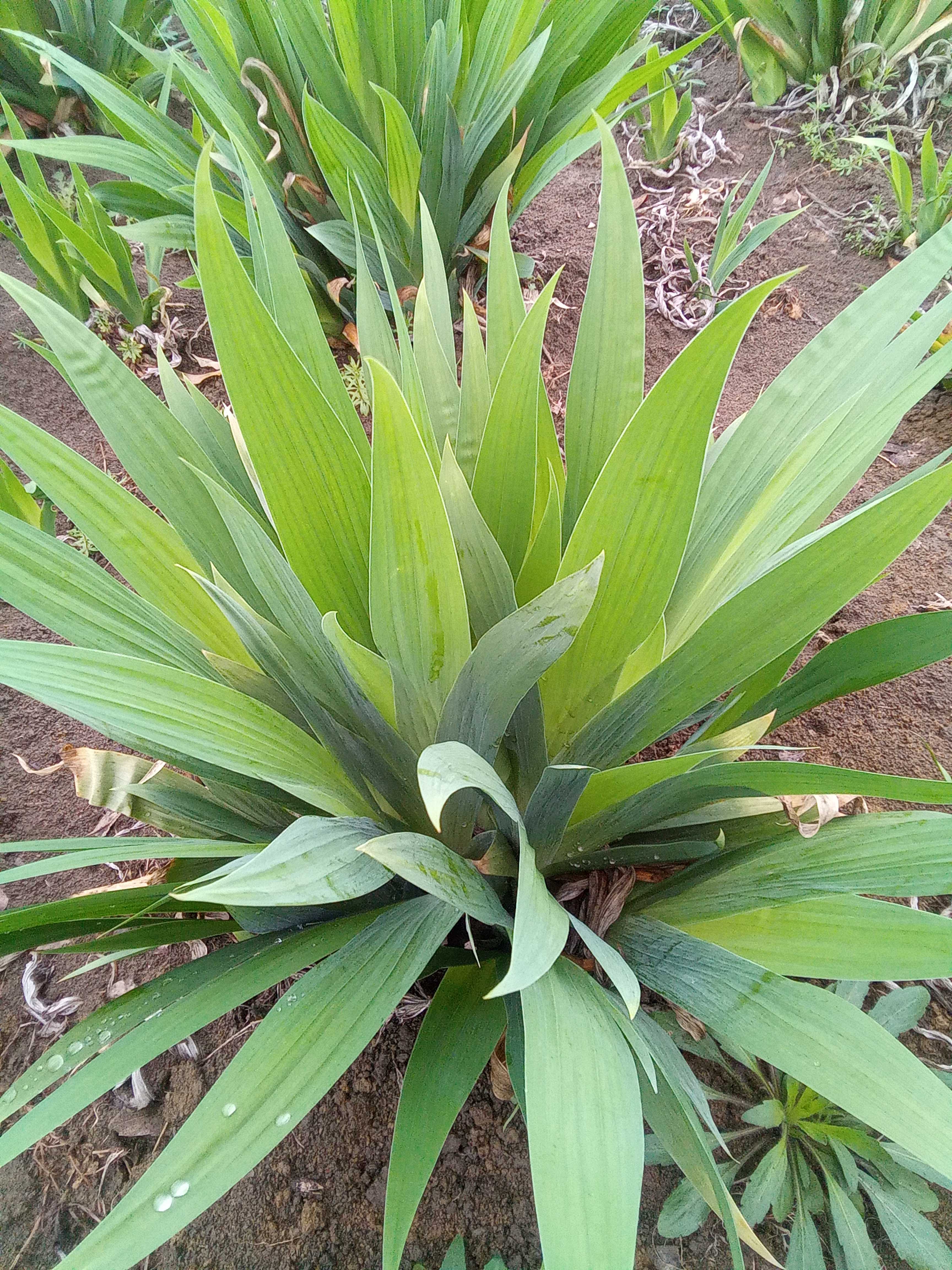 蓝花鸢尾图片