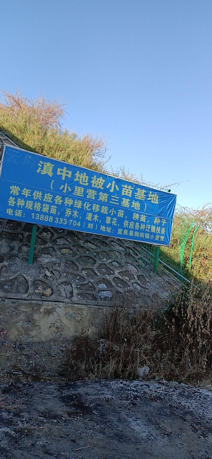 云南林焱苗圃基地图片