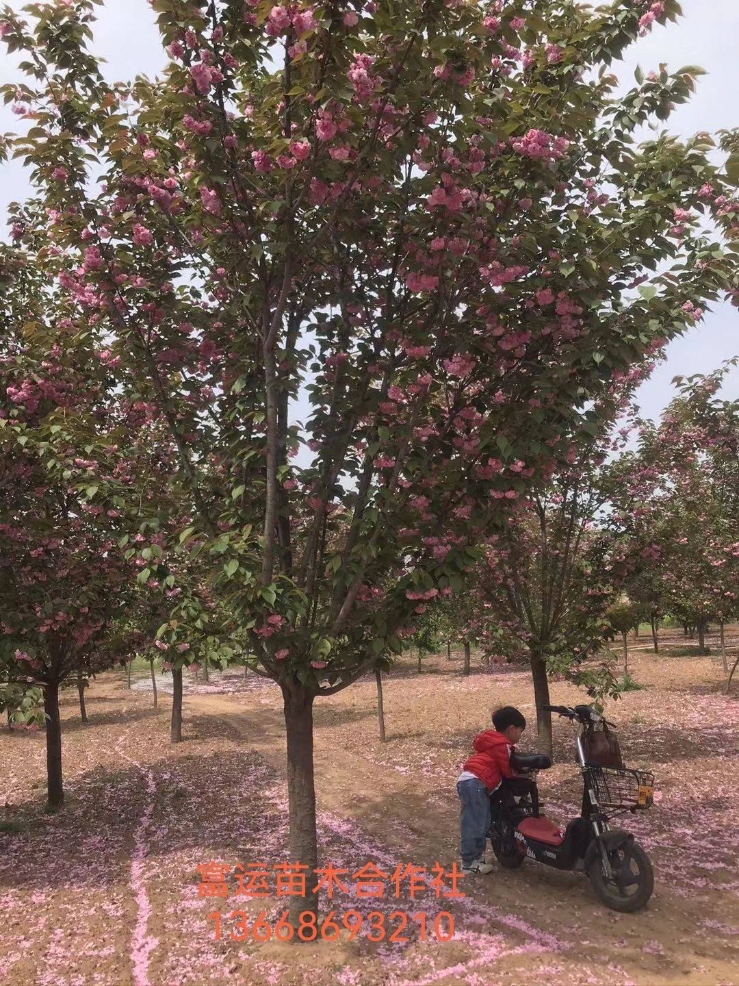 樱花图片