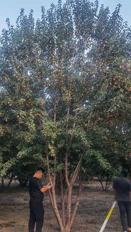 茶条槭图片