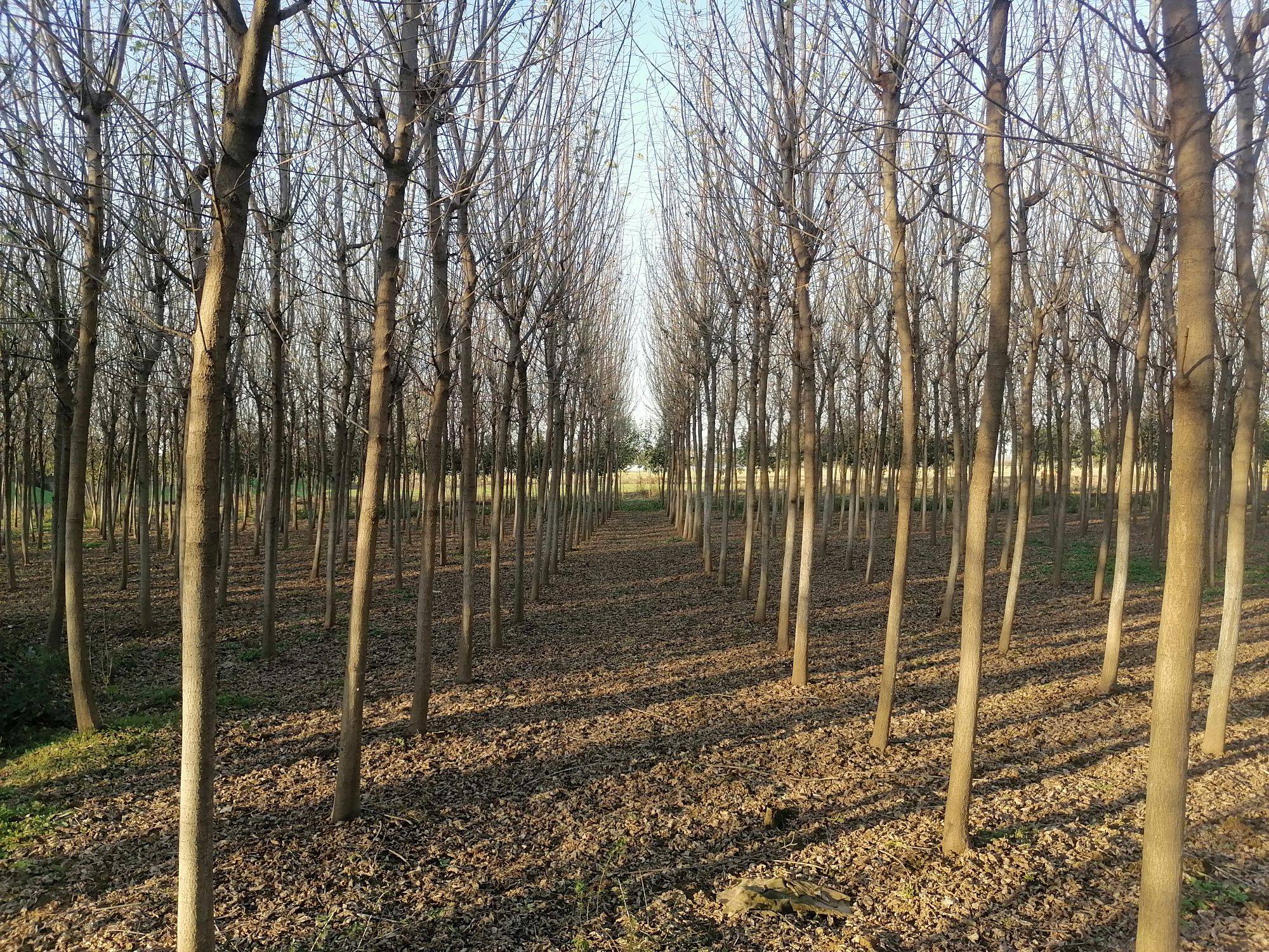 金叶复叶槭图片