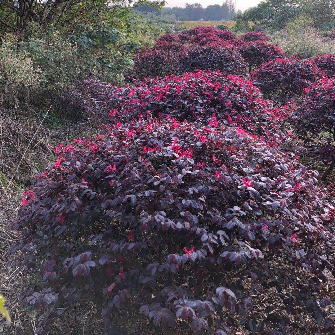 红花檵木图片