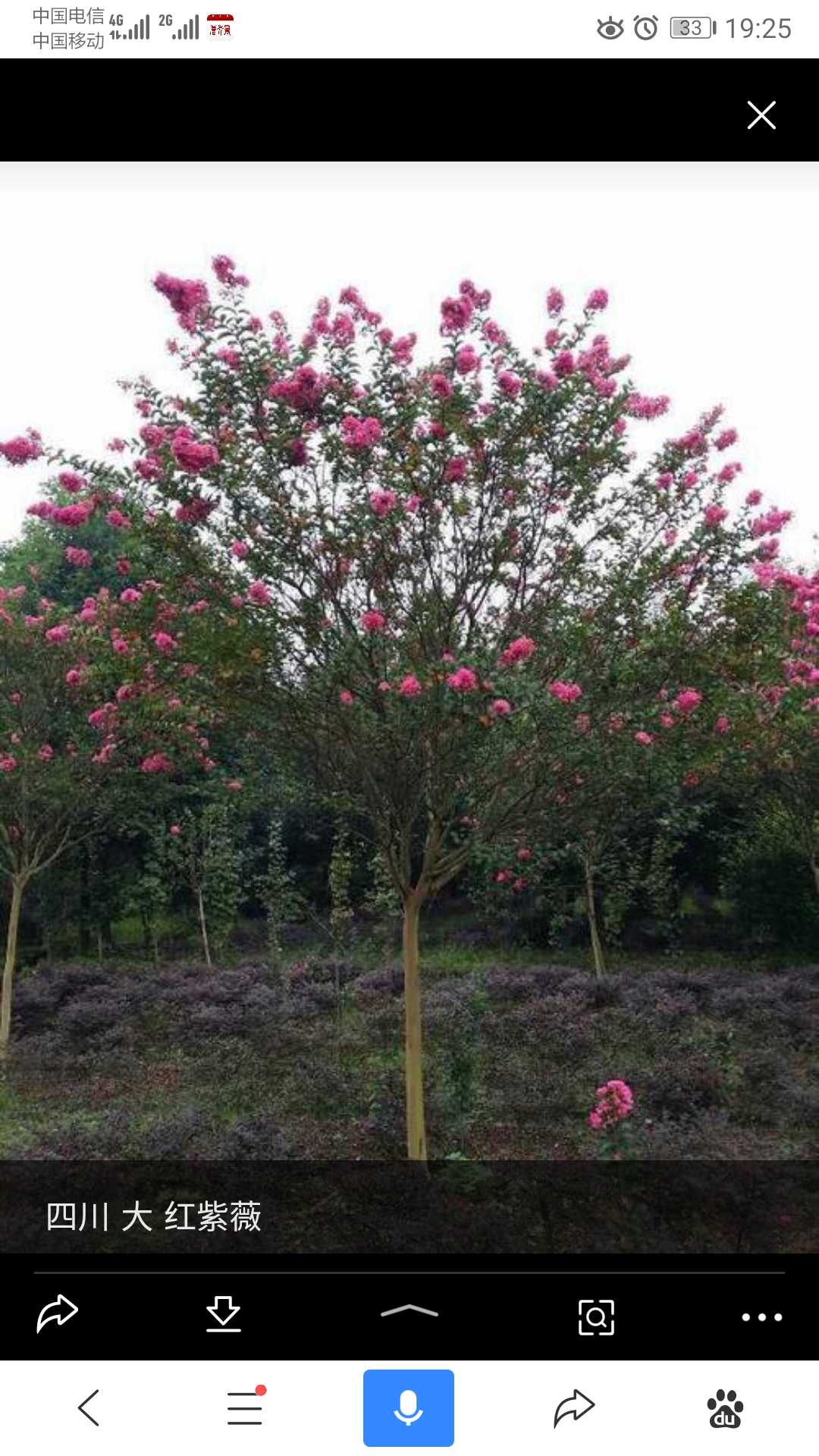 四川红花图片