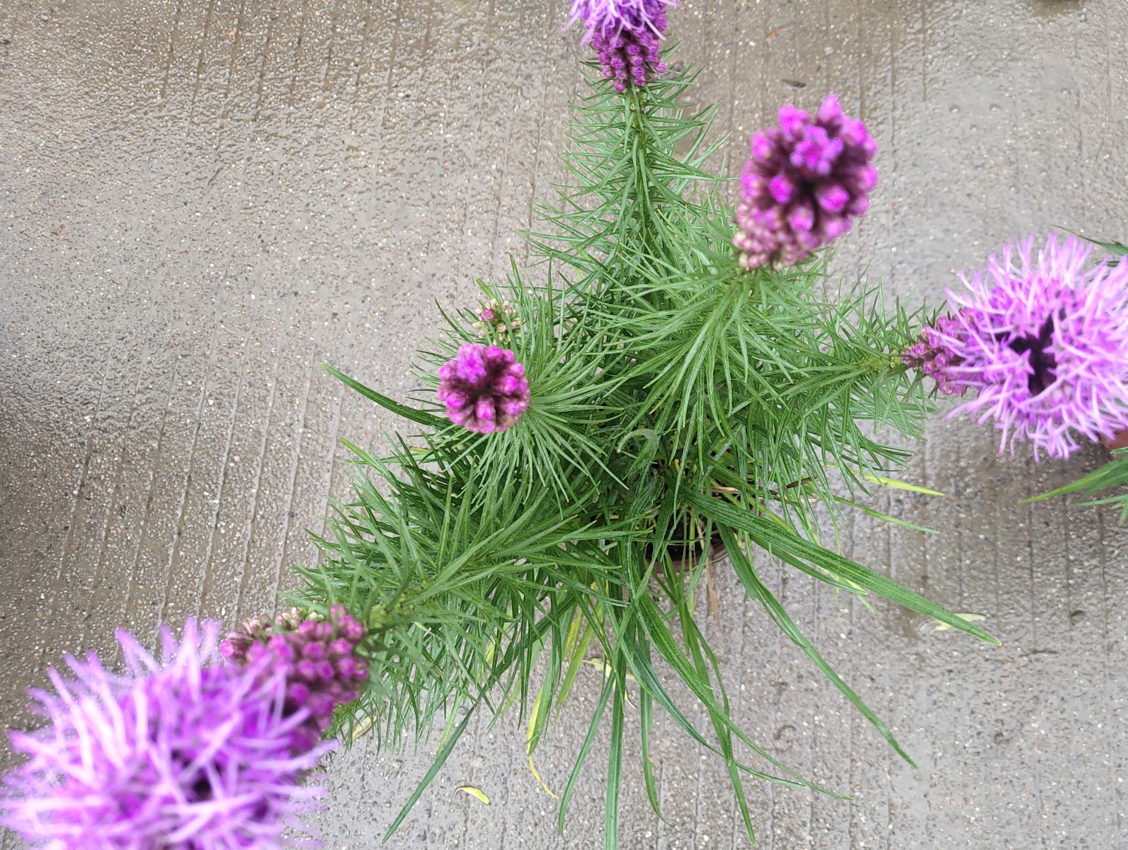 蛇鞭菊