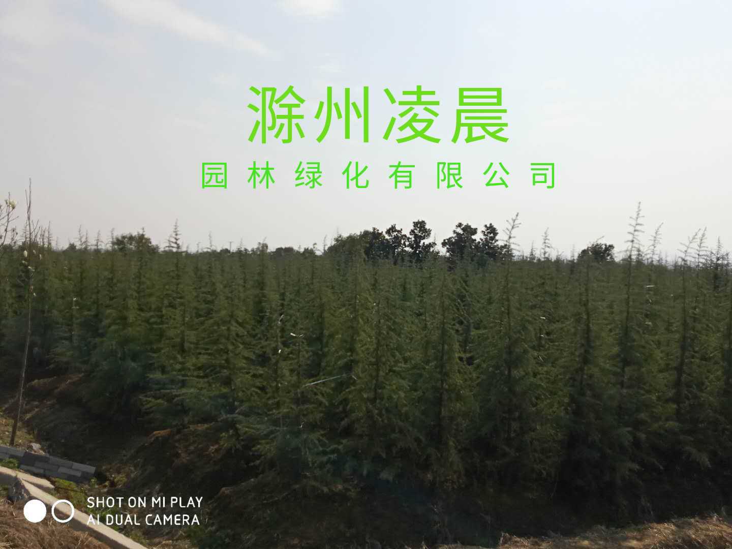 滁州凌晨园林绿化有限公司图片